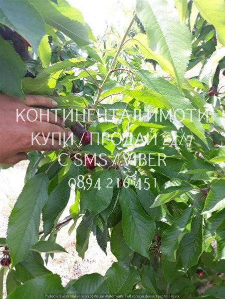 ������� ���������� ���� | Imot.bg � ����������� 3