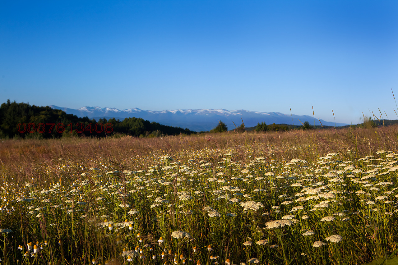 Продава ПАРЦЕЛ, гр. София, с. Плана, снимка 5 - Парцели - 53969844