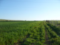 Продава ПАРЦЕЛ, област Бургас, гр. Несебър • 295000 € • 46762597 — Holmes.bg