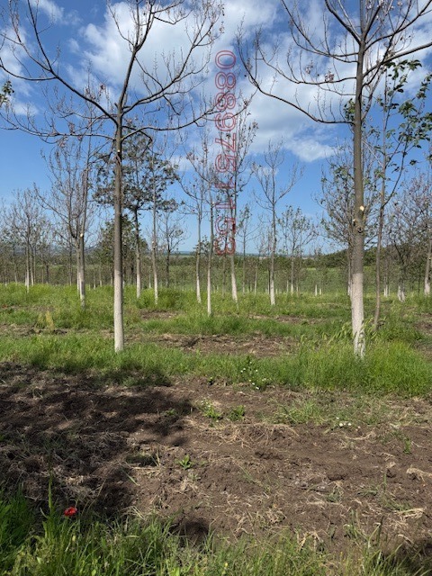 Продава ЗЕМЕДЕЛСКА ЗЕМЯ, с. Синапово, област Хасково