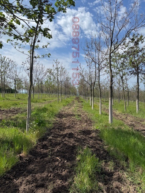 Продава ЗЕМЕДЕЛСКА ЗЕМЯ, с. Синапово, област Хасково, снимка 2 - Земеделска земя - 53095128