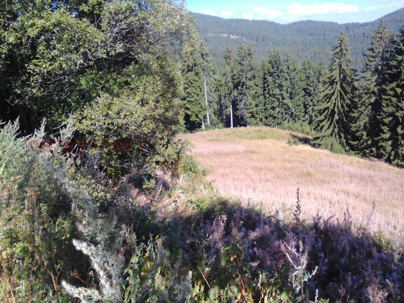 Продава ПАРЦЕЛ, к.к. Пампорово, област Смолян, снимка 5 - Парцели - 52756264