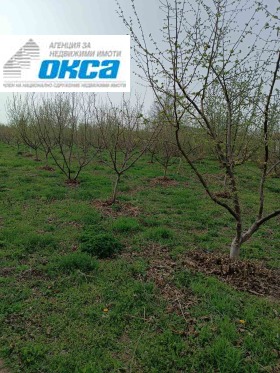 Plot Obnova, region Pleven 5