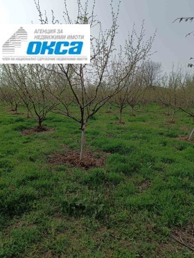 Plot Obnova, region Pleven 2