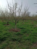 Продава ПАРЦЕЛ, с. Обнова, област Плевен, снимка 2