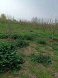 Продава ПАРЦЕЛ, област Плевен, с. Обнова • 19000 лв. • 87302808 — Holmes.bg