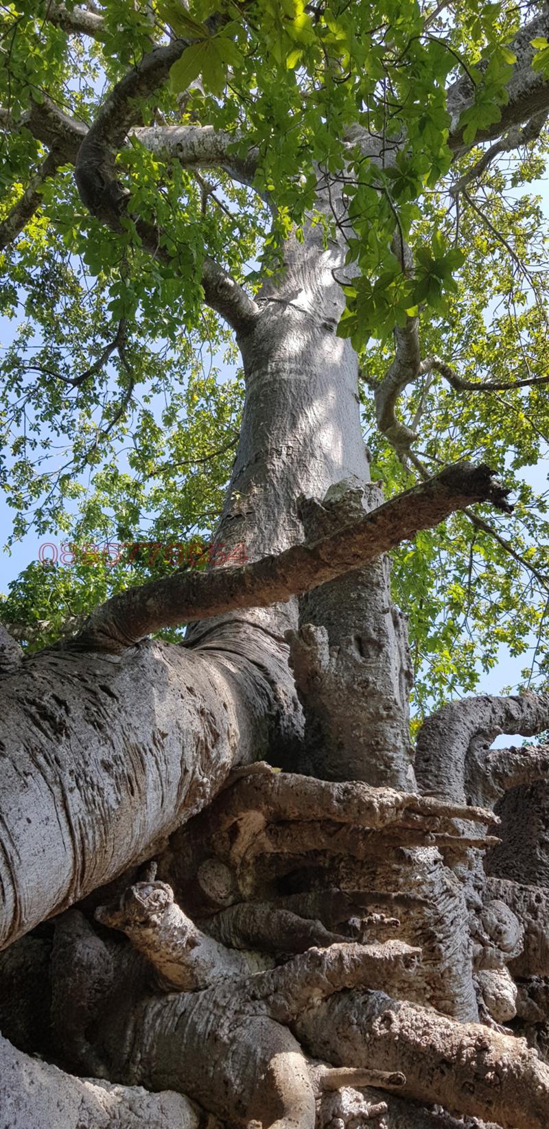 Продава ПАРЦЕЛ, с. Черни Осъм, област Ловеч