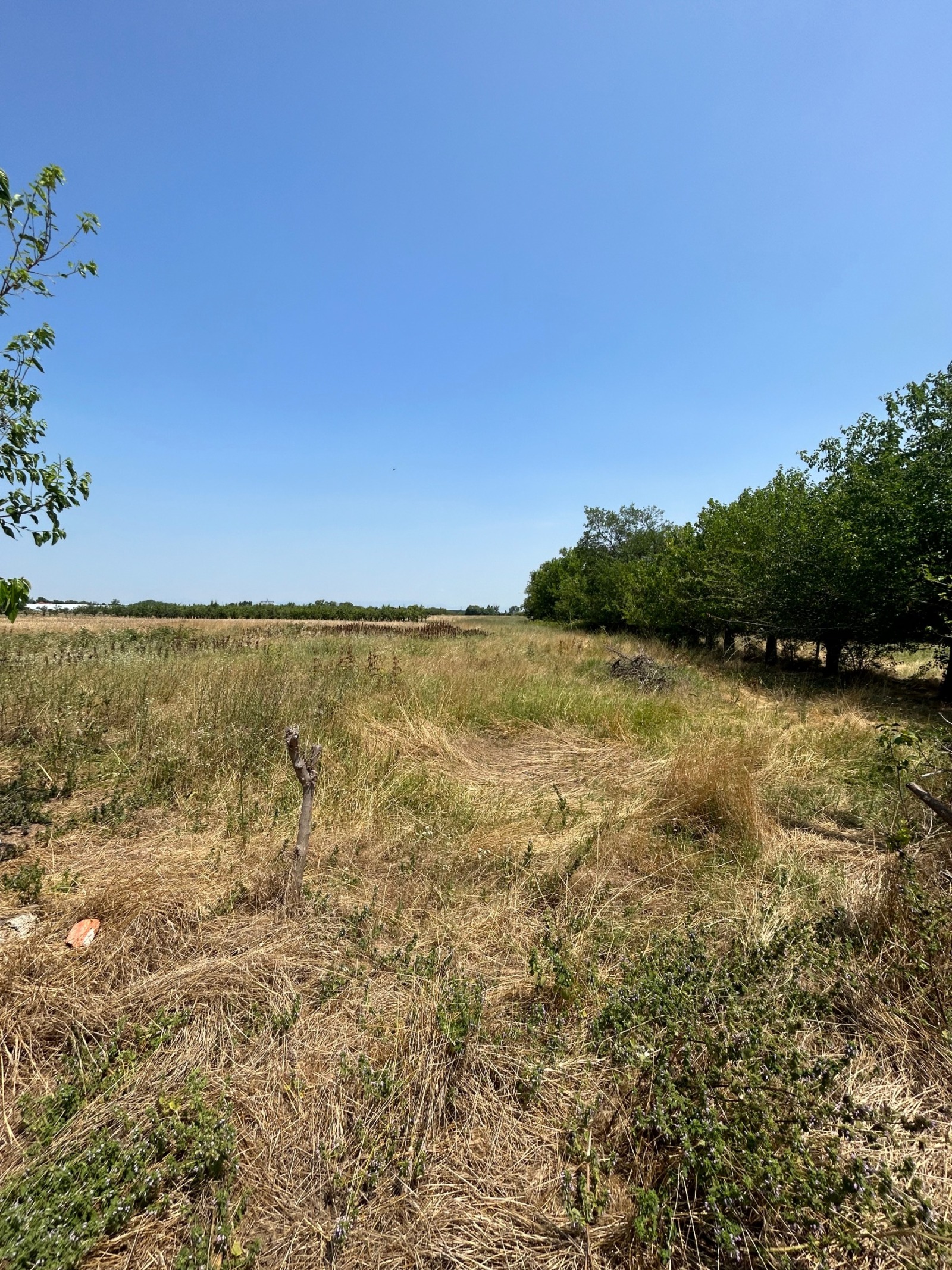 Продава ПАРЦЕЛ, с. Цалапица, област Пловдив, снимка 5 - Парцели - 54950496