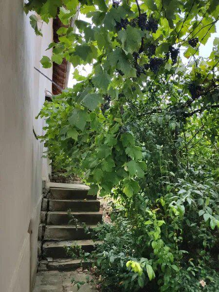 Продава КЪЩА, с. Сенник, област Габрово, снимка 4 - Къщи - 52779623