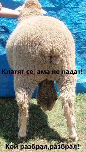   | Imot.bg    5