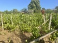 Продава ПАРЦЕЛ, град Кърджали, Боровец • 50000 лв. / 25564.59 € • 14480774 1