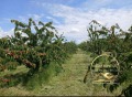 Продава БИЗНЕС ИМОТ, с. Узунджово, област Хасково, снимка 3