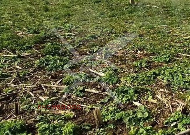 Продава ПАРЦЕЛ | Imot.bg — изображение 1