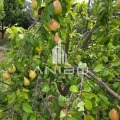 Продава КЪЩА, с. Свобода, област Добрич, снимка 5