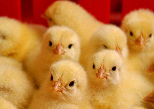 ������� ����. ��������� | Imot.bg � ����������� 1