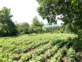 Продава КЪЩА, област Благоевград, с. Кремен • 52500 € • 48956652 — Holmes.bg