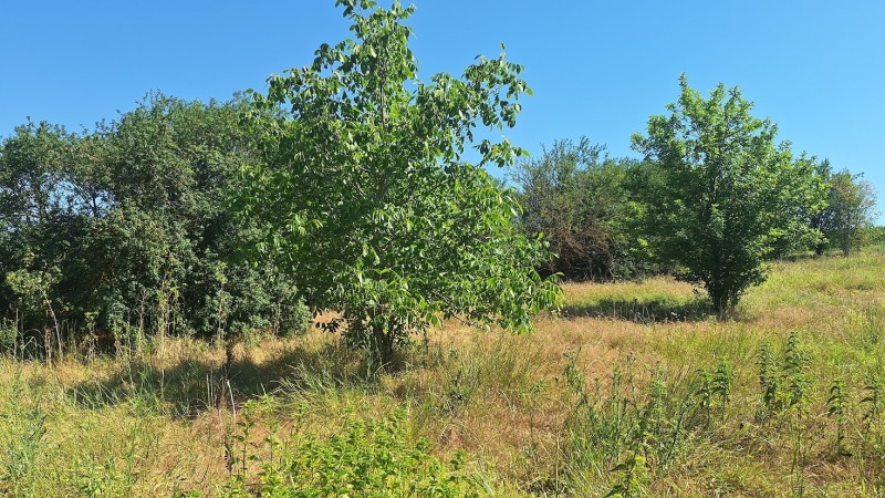 Προς πώληση  Οικόπεδο περιοχή Βάρνα , Βοιβοδηνο , 1550 τ.μ | 66322982 - εικόνα [2]