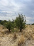 Продава ПАРЦЕЛ, област Пловдив, с. Беловица • 32000 € • 79204579 — Holmes.bg