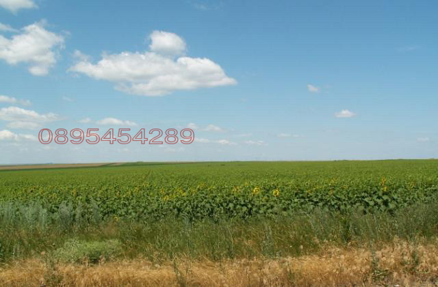 Продава  Земеделска земя област Варна , гр. Вълчи дол , 42 дка | 49685538