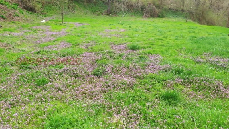 Продава ПАРЦЕЛ, с. Войнежа, област Велико Търново, снимка 4 - Парцели - 52779073