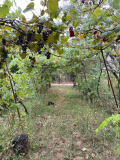 Продава КЪЩА, гр. Варна, Виница, снимка 3