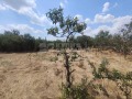 Продава КЪЩА, с. Войводино, област Варна, снимка 13