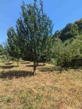Продава КЪЩА, област Габрово, гр. Дряново • 50000 € • 95421624 — Holmes.bg