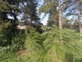 Продава  Парцел област Добрич , с. Сърнино , 4470 кв.м | 96909120 - изображение [11]