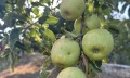 Продава ПАРЦЕЛ, гр. Лясковец, област Велико Търново, снимка 7