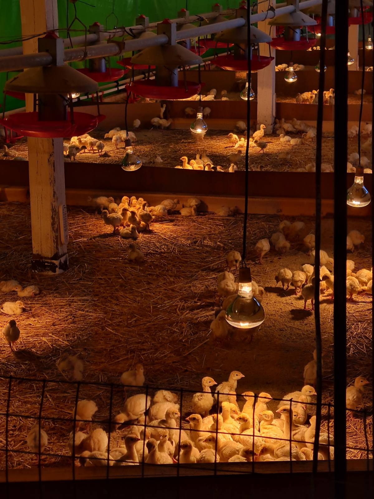 Продава БИЗНЕС ИМОТ, с. Свобода, област Пазарджик, снимка 14 - Други - 54030046