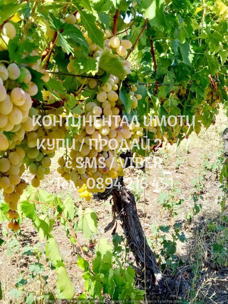 ������� ���������� ���� | Imot.bg � ����������� 8