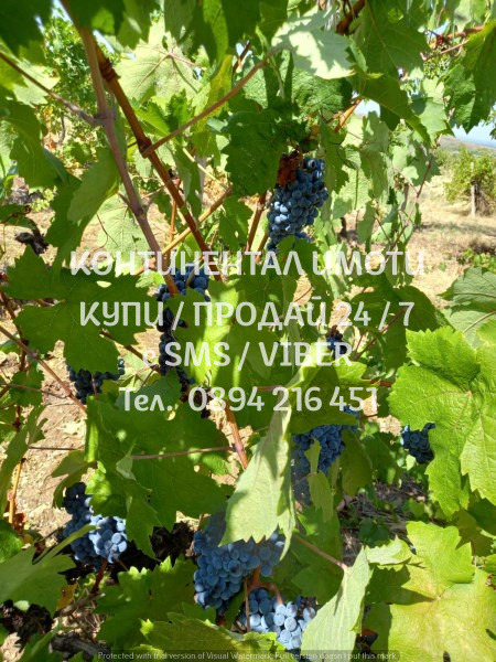 ������� ���������� ���� | Imot.bg � ����������� 11