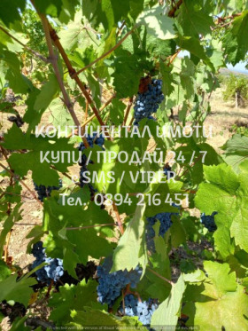 ������� ���������� ���� | Imot.bg � ����� ������ 11