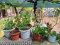 Продава КЪЩА, гр. Дунавци, област Видин, снимка 6