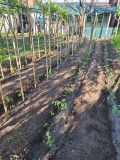 Продава КЪЩА, гр. Дунавци, област Видин, снимка 4