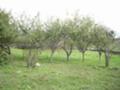Продава КЪЩА, с. Ал. Стамболийски, област Добрич, снимка 8