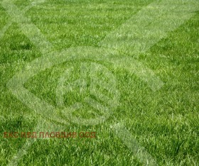 ����� ������� ������,�. ���� ���������, ������ �������