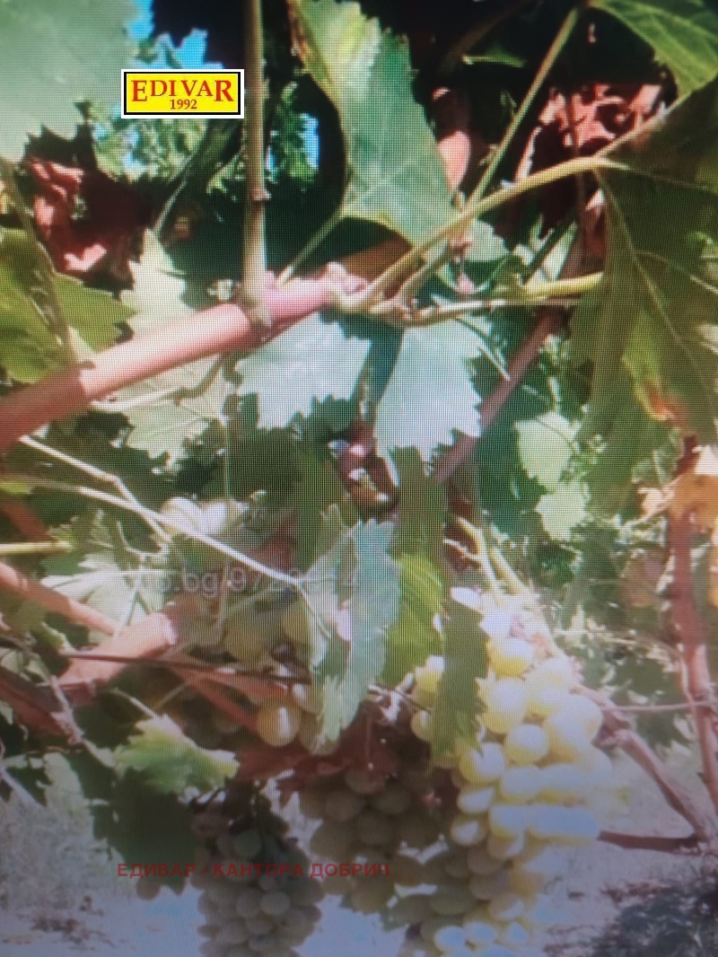 Продава ПАРЦЕЛ, гр. Генерал Тошево, област Добрич