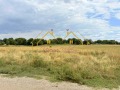 Продава ПАРЦЕЛ, област Русе, с. Червена вода • 14000 € / 27381.62 лв. • 63961380 6
