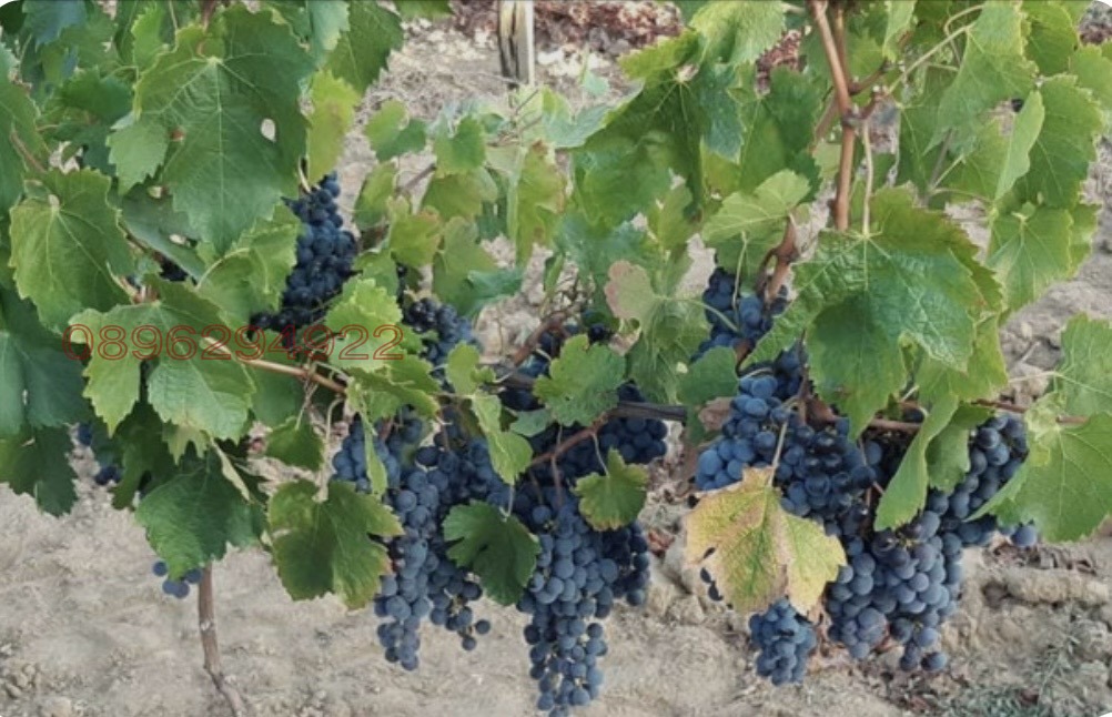 Продава ЗЕМЕДЕЛСКА ЗЕМЯ, с. Брестовица, област Пловдив