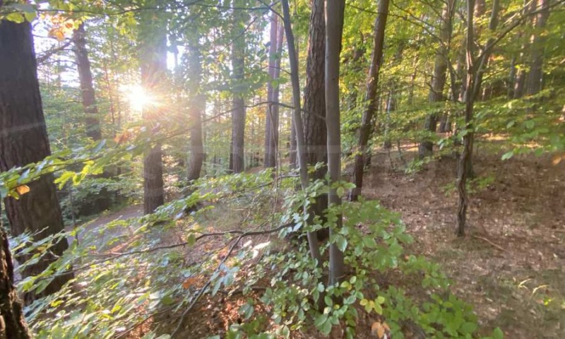 For Sale  Plot region Sofia , k.k. Borovets , 2500 sq.m | 37361516 - image [3]