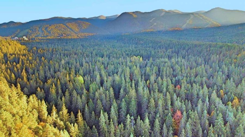For Sale  Plot region Sofia , k.k. Borovets , 2500 sq.m | 37361516 - image [15]