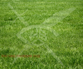 ������ ������� ������