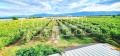 Продава ПАРЦЕЛ, с. Катуница, област Пловдив, снимка 3