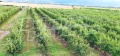 Продава ПАРЦЕЛ, с. Катуница, област Пловдив, снимка 16