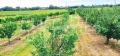 Продава ПАРЦЕЛ, с. Катуница, област Пловдив, снимка 11