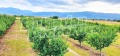 Продава ПАРЦЕЛ, с. Катуница, област Пловдив, снимка 4