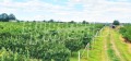 Продава ПАРЦЕЛ, с. Катуница, област Пловдив, снимка 12