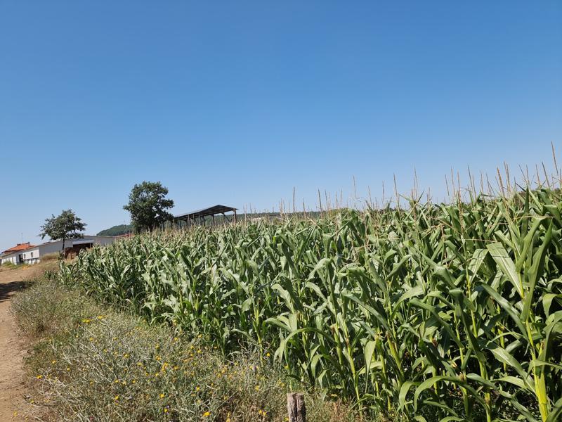 Продава ПАРЦЕЛ | Imot.bg — изображение 2