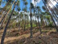 Продава ПАРЦЕЛ, с. Лещен, област Благоевград, снимка 6